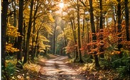 Autumn trail